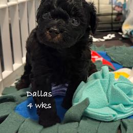 Dallas - Black female Yorkipoo puppy in Waldorf, Maryland from Luv My Yorkies, LLC