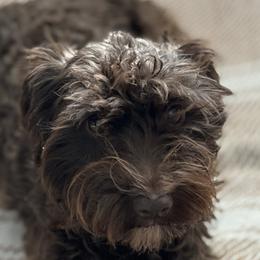 Lula - Miniature Schnauzer