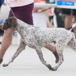 Truman - German Shorthaired Pointer