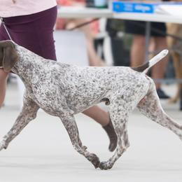 Truman - German Shorthaired Pointer