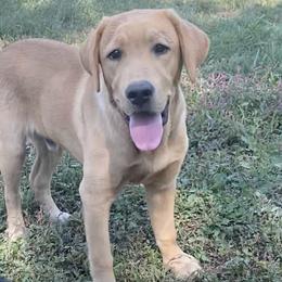 Blue Collar - Yellow Labrador Retriever puppy in Mansfield, Missouri from Labradors of Moxley Meadow