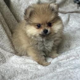 Isabelle - Cream female Pomeranian puppy in Macon, Georgia from Pomflower Pomeranians