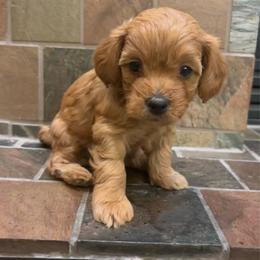 Randall - Apricot male Goldendoodle puppy in Tucson, Arizona from JER Doodles
