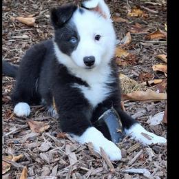 Border Collie Puppies from Cahill’s Canines