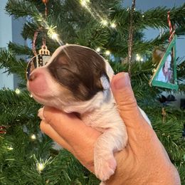 Maple - Parti female Yorkipoo puppy in Carlotta, California from Lost Coast Bernese Mountain Dogs