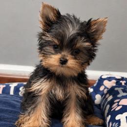 Chikito's Sadie - Black and gold female Yorkshire Terrier puppy in Forest Hill, Maryland from Chikito's Yorkies