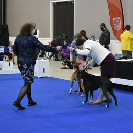 Boxer All Grown Up from Bluegrass Brawn Boxers