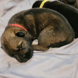Yeti (Red Male) - Sable male German Shepherd puppy in Winchester, Kentucky from Del Lago Canine