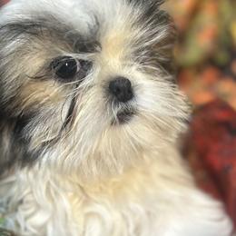 Maltese, Maltipoos, and Shih Tzus from Mia Lucky Maltese