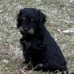 Duke - Tri-color male Cavapoo puppy in Natural Bridge, Virginia from Padgetts Hill Puppies