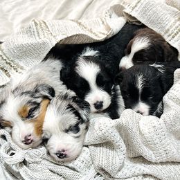 Miniature Australian Shepherd Puppies from Southern Charmers