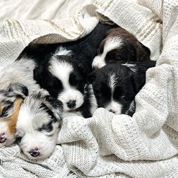 Miniature Australian Shepherd Puppies from Southern Charmers