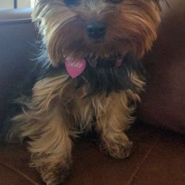 Yorkshire Terriers from Adriana's Yorkies