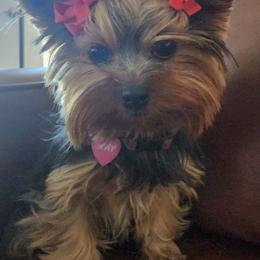 Yorkshire Terriers from Adriana's Yorkies
