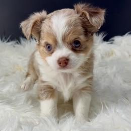 Rocket - Merle male Chihuahua puppy in Simpsonville, South Carolina from N&T's Chihuahuas