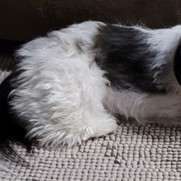 Shih Tzus from K's Shih Tzus