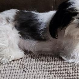 Shih Tzus from K's Shih Tzus