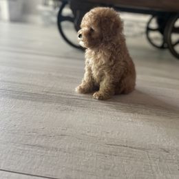 Cockapoo Puppies from Doodle Corner