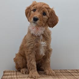 Opal - Red  female Goldendoodle puppy in Beverly Hills, Florida from Bundle of Joy Doodles
