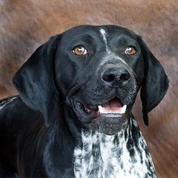 German Shorthaired Pointers and Labrador Retrievers from Kevin Eskam
