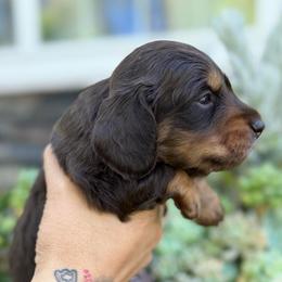 Prince Edward the chocolate - Chocolate male Dachshund puppy in El Cajon, California from Lisa Buxton