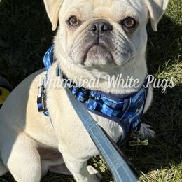 Leonard - Pug