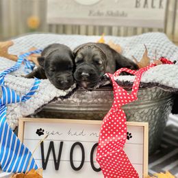 Shiloh Shepherd Puppies from Echo Shilohs