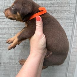 Hershey - Red and rust male Doberman Pinscher puppy in Ludowici, Georgia from Royal Destiny Kennels