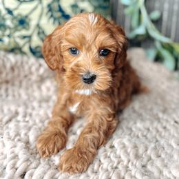 Blue Collar - Lord Colin - Caramel male Australian Labradoodle puppy in Decatur, Alabama from Southern Meadows Doodles