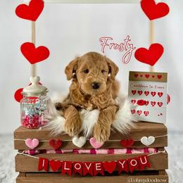 Frosty - Apricot male Goldendoodle puppy in Waterford, Michigan from Oh My Doodness!