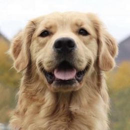 Charli - Golden Retriever