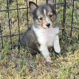 Jessica - White and sable female Shetland Sheepdog puppy in Caldwell, Texas from Candyce Witte