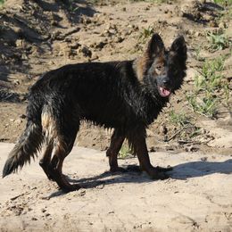Sophia - German Shepherd