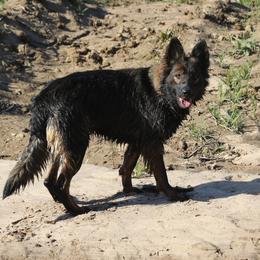 Sophia - German Shepherd
