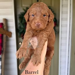 Barrel - Red  male Goldendoodle puppy in Comanche, Texas from Central Texas Doodles, LLC.