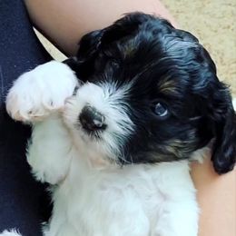 Cavapoo Puppies from Southwest Cavapoos