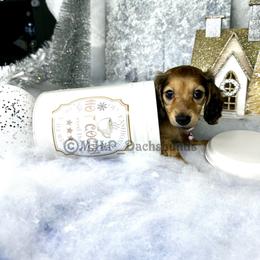 Dachshund Puppies from M.H.P Dachshunds