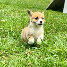 Truus - Red female Pembroke Welsh Corgi puppy in Brashear, Texas from Sherwood Acres Pembrokes