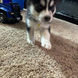 Siberian Husky Puppies from Dave’s Husky’s