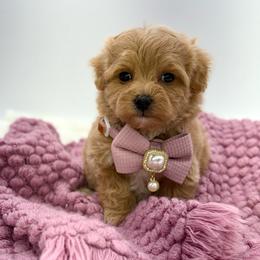 Magnolia - Apricot female Maltipoo puppy in Melissa, Texas from Southern Love Cavapoos & Maltipoos