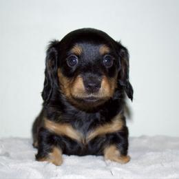 Filly - Black and tan female Dachshund puppy in Mapleton, Utah from Utah County Dachshunds