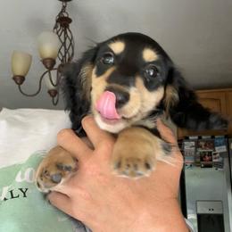 Bear - Black and cream male Dachshund puppy in Humble, Texas from Monica’s Treasured Dachshunds
