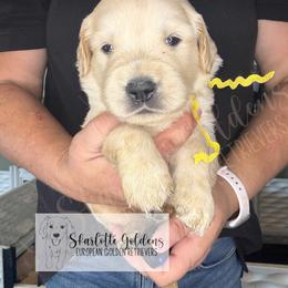 Yahtzee (yellow) - Golden female Golden Retriever puppy in Argyle, Texas from Skarlotte Goldens, LLC