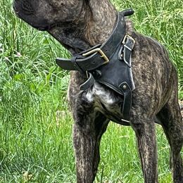 Akita and Cane Corso from The__o__pack