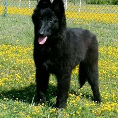 Belgian Sheepdog Puppies from Bayview Belgians