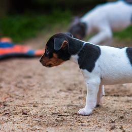 Rat Terrier Puppies from River Ridge Rat Terriers