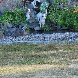 Australian Shepherd All Grown Up from Elk Ridge Australian Sherherds