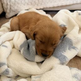 Red Color Girl - Dark golden female Golden Retriever puppy in Loma Rica, California from BloomingPuppies