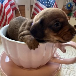 Purple Collar Female - Chocolate and tan female Dachshund puppy in Trenton, Kentucky from Promise Land Puppies