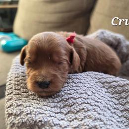 Crush - Red male Cavapoo puppy in Blackfoot, Idaho from Draper Mountain Doodles